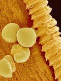 Gladiolus Pollen in Anther