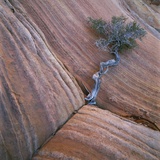 Tree Growing in Rock Cliff