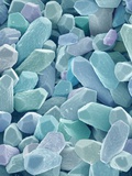 Otoliths from the Inner Ear of a Rabbit