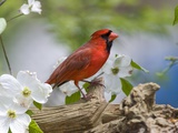 Close-up of Cardinal in Blooming Tree
