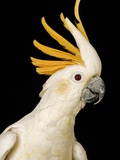 Cockatiel