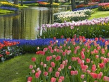 Spring Tulips by Stream