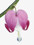 Bleeding Heart