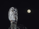 Owl on Branch