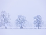 Trees and Fence in Field