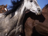 Frightened Wild Mustangs Galloping