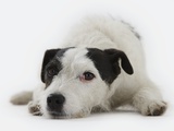 Jack Russell Terrier Lying Down