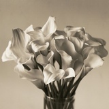 Calla Lilies in Vase