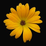 Yellow Crocus
