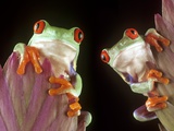 Red-Eyed Tree Frogs