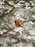 Close-up of Cardinal in Blooming Tree