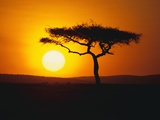 Sunset Behind a Tree