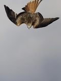 Red Kite in Flight