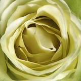 Yellow Rose
