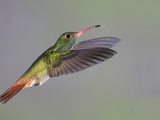 Rufous-tailed Hummingbird