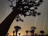 Quiver Trees at Sunrise