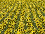 Field of Sunflowers