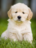 Golden Retriever Puppy