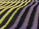 Partially Harvested Lavender Field in Provence