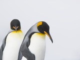 King Penguins