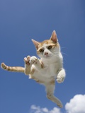 Orange and White Kitten Mid-air