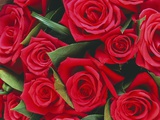 Bouquet of Red Roses