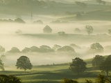 Foggy Grassland