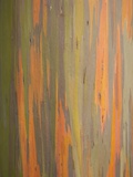 Rainbow Eucalyptus Tree Bark