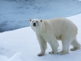 Polar Bear on Ice