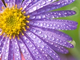 Dewdrops on Flowers