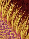 Sensory Hairs on a Moth Antenna