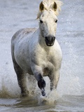 Camargue Horse Running in Water