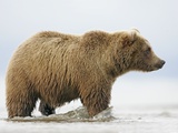 Shaggy Brown Bear in Stream