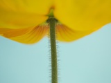 Flower with Hairy Stem
