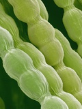 Hairs on Petal of a Periwinkle