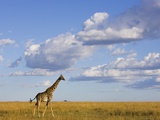 Giraffe on the African Savanna
