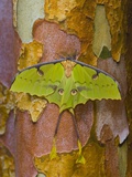 African Moon Moth on Tree Trunk