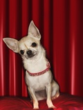 Chihuahua on Red Pillow