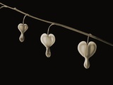 Bleeding Hearts