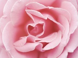 Pink Rose
