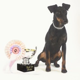 Manchester Terrier with Trophy
