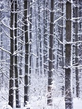 Snow-covered Trees in Forest