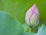 Water Lily Bud in Shinobazu Pond in Tokyo