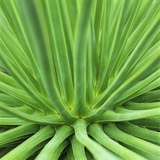 Agave Stricta