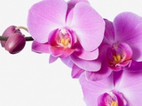 Orchids