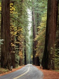 Avenue of the Giants in Autumn