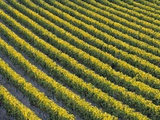Grapevines at Vineyard