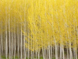 Row of Trees