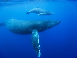 Humpback Whale Cow and Calf Underwater