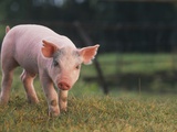 Yorkshire and Hampshire Mixed Breed Piglet